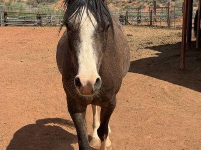 3 Year Old Purebred Arabian Gelding