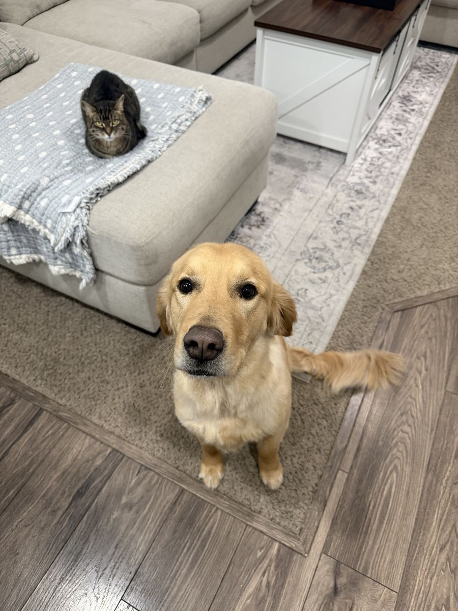 Golden retriever