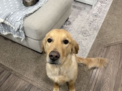 Golden retriever