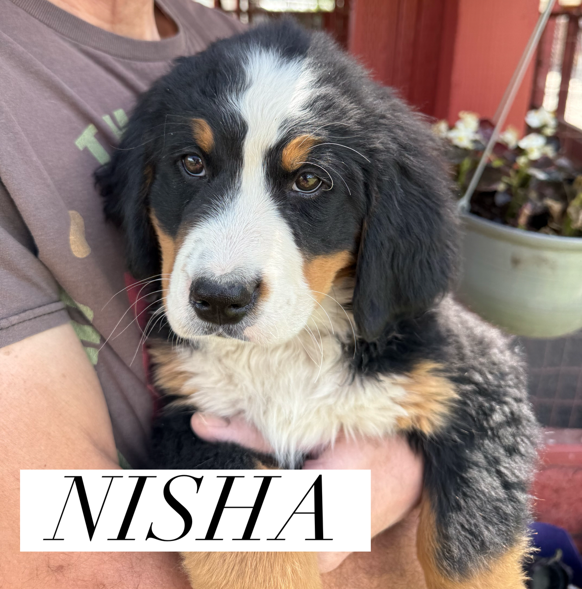 AKC AND BERNER-GARDE REGISTERED BERNESE MOUNTAIN DOG PUPPIES