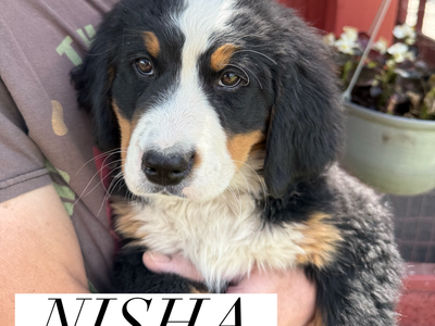AKC AND BERNER-GARDE REGISTERED BERNESE MOUNTAIN DOG PUPPIES