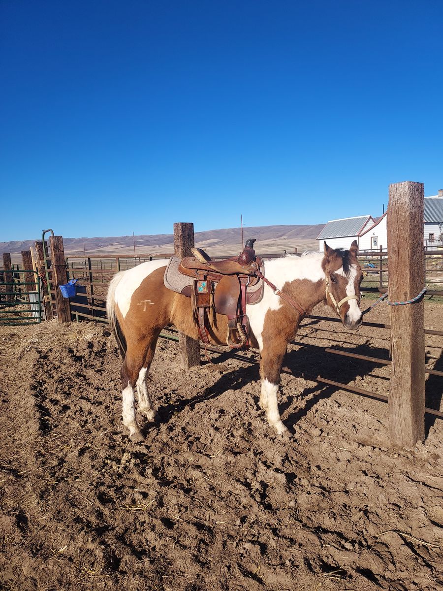 2 Year Old APHA Dunskin Gelding