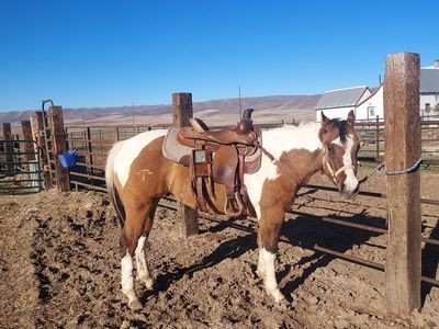 2 Year Old APHA Dunskin Gelding