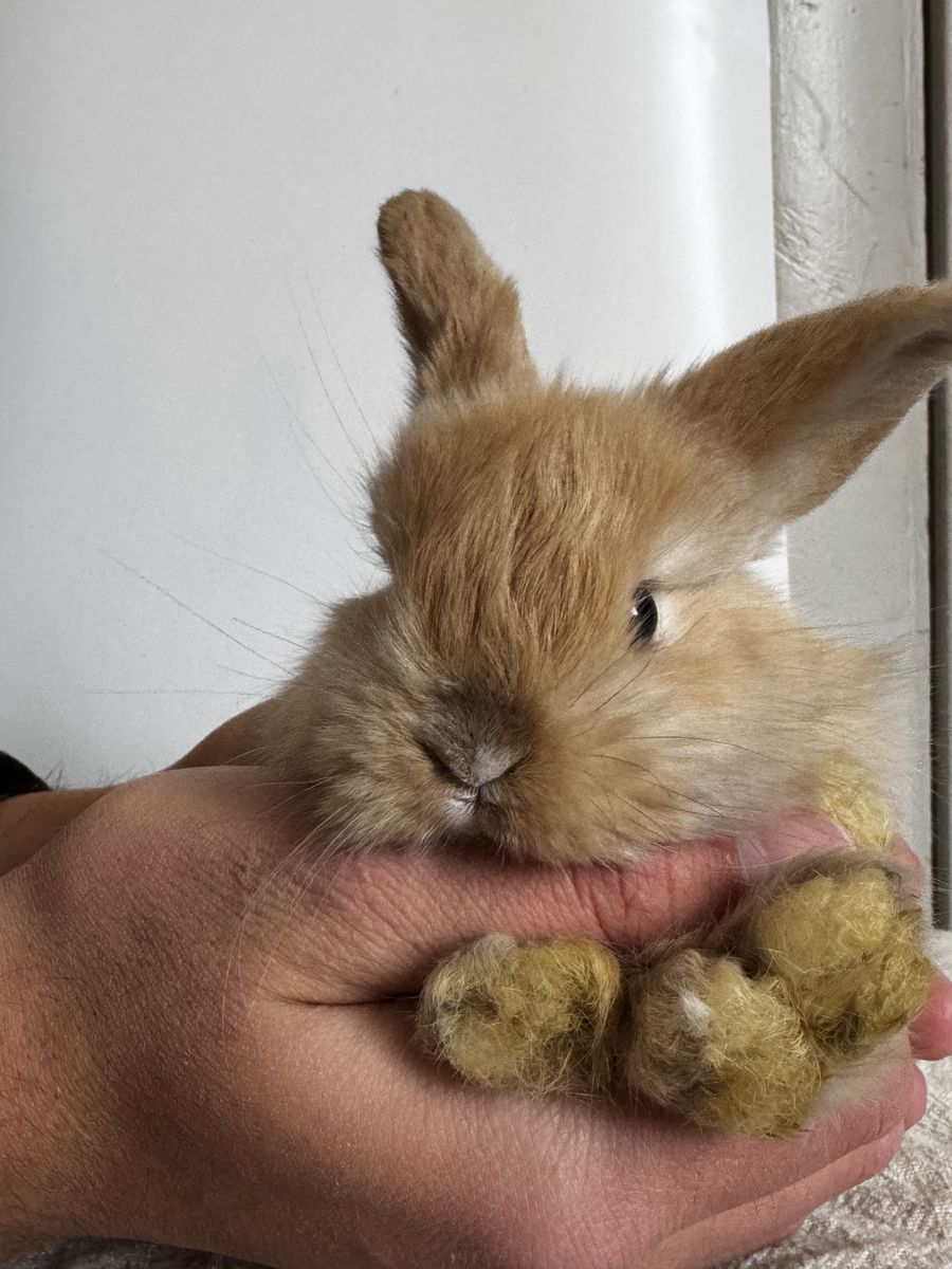 Holland Lop Bunnies!