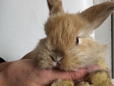 Holland Lop Bunnies!
