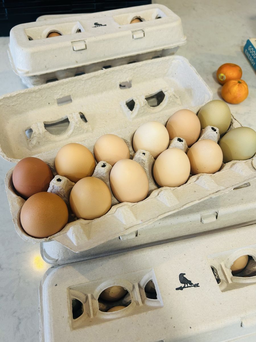 Chickens and Coop for sale