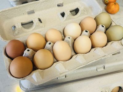 Chickens and Coop for sale