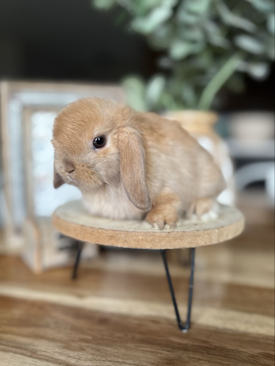 Darling Micro Holland Lop Baby Bunny