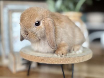 Darling Micro Holland Lop Baby Bunny