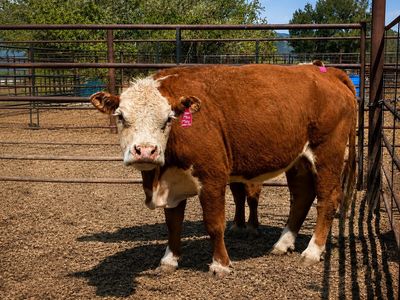 Bred Polled registered mini hereford cow