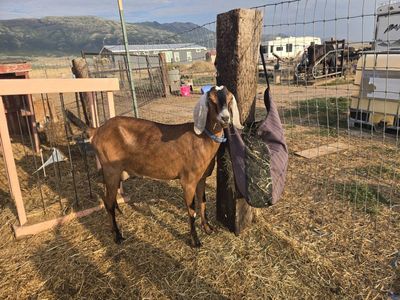 Nubian Dairy Goats - Doe & Buckling - Great Milk Lines