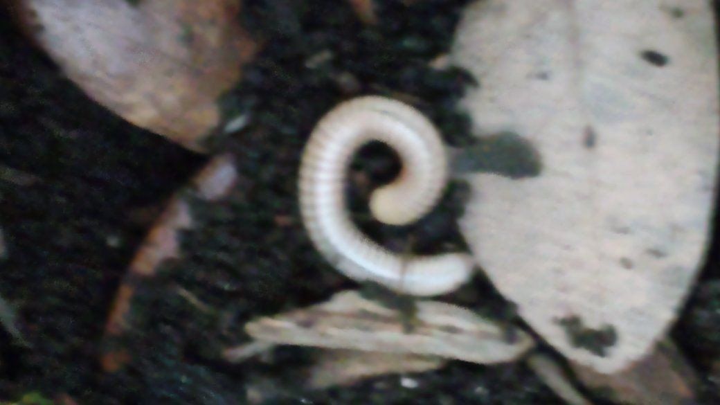 Main image 2