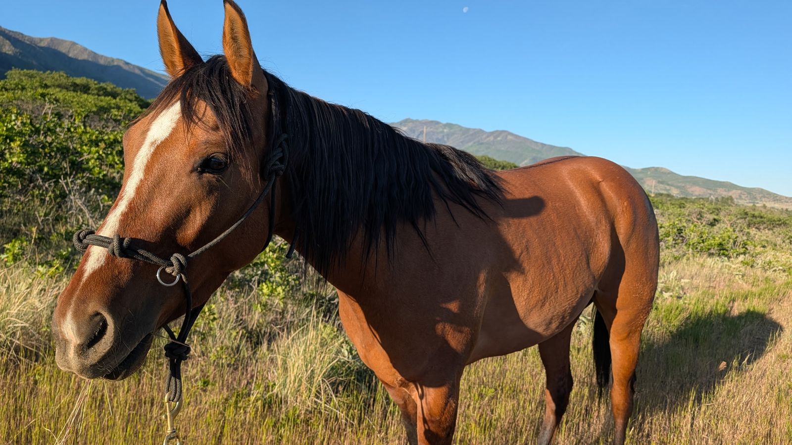 AQHA 4-Year-Old Mare – Started Right & Ready to Finish