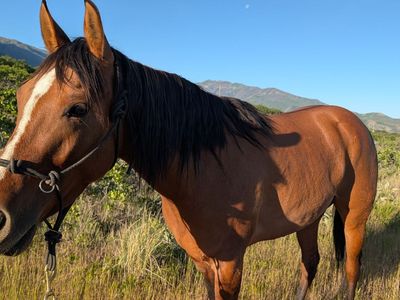 AQHA 4-Year-Old Mare – Started Right & Ready to Finish