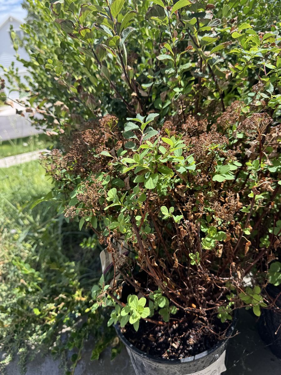 Potted Shrub Plant in Nursery Container
