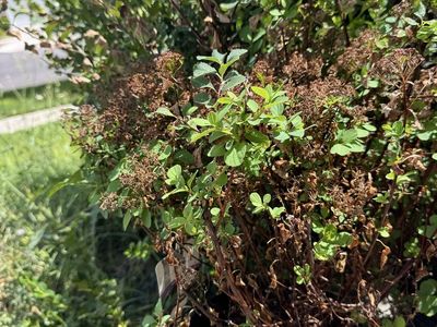 Potted Shrub Plant in Nursery Container