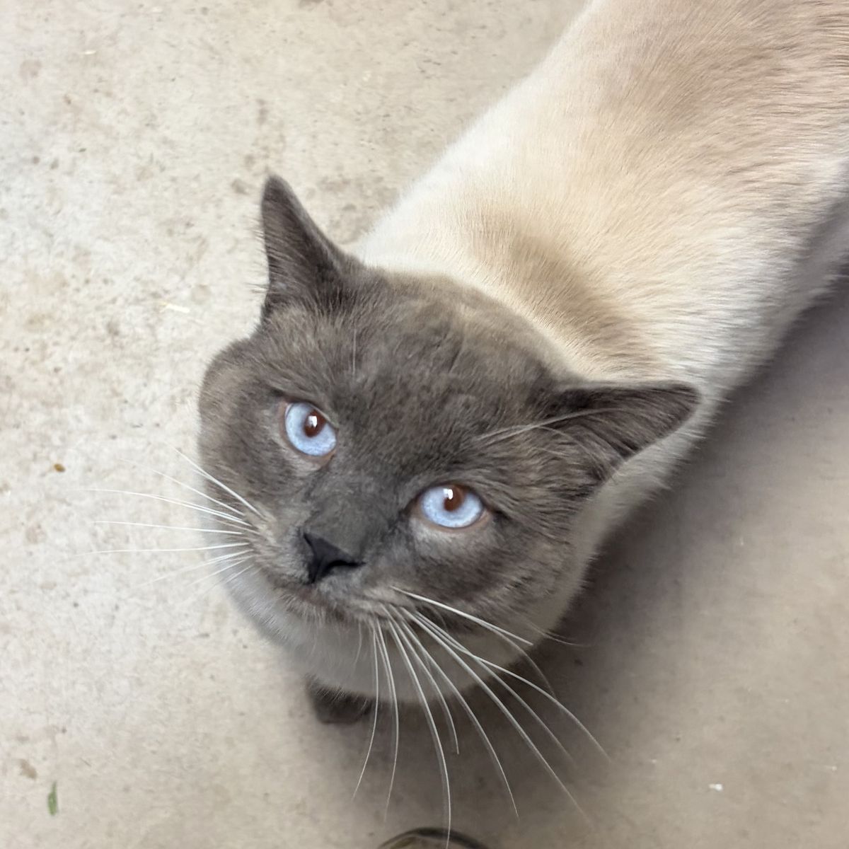 Siamese Male Cat