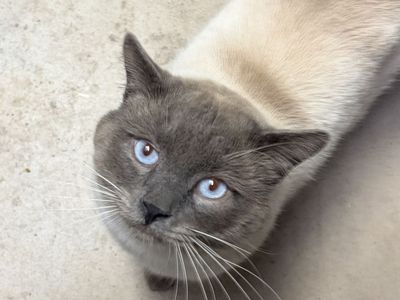 Siamese Male Cat