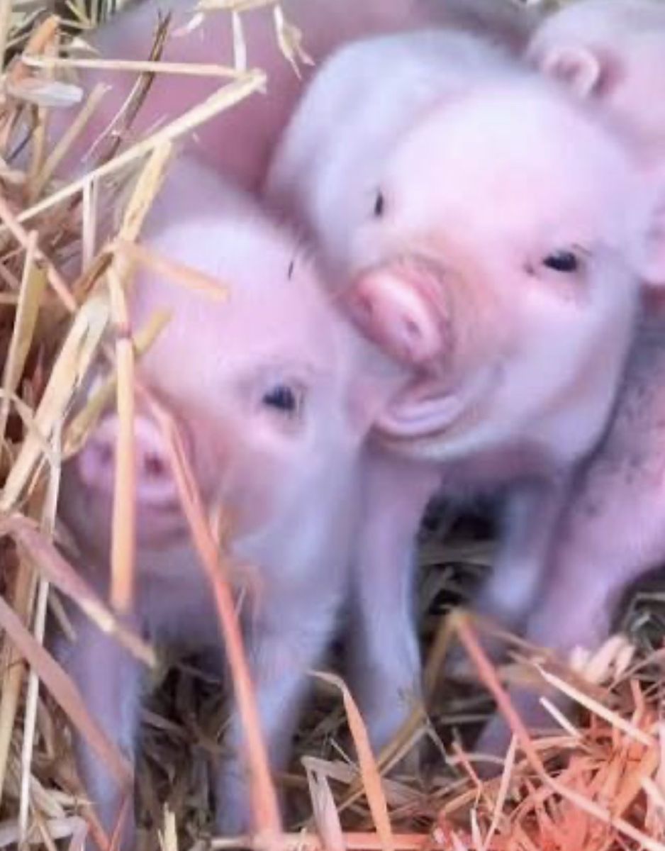 Adorable Baby Piglets for Sale - Set of 3, Ready for New Homes