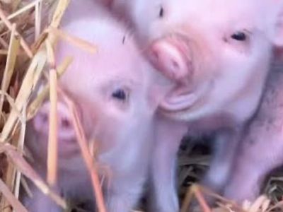 Adorable Baby Piglets for Sale - Set of 3, Ready for New Homes
