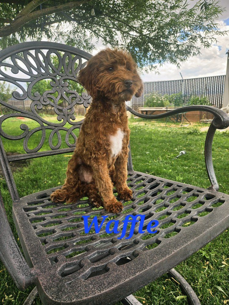 Adorable Mini/Toy Poodle Puppies Hypoallergenic