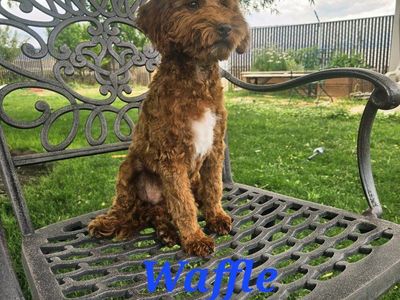 Adorable Mini/Toy Poodle Puppies Hypoallergenic