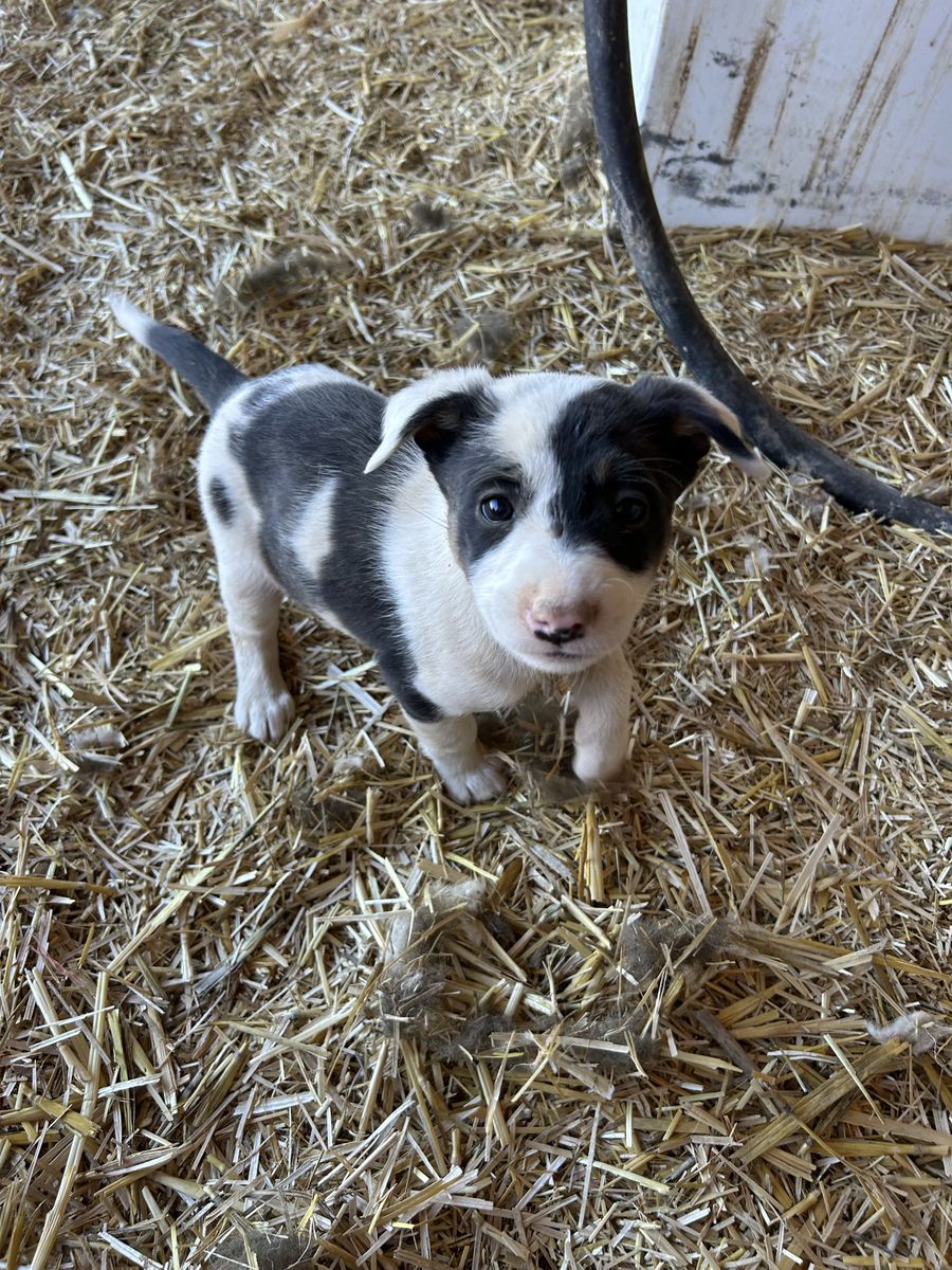 Border Collie Puppies (1 Female, 4 Males)
