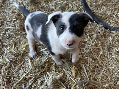 Border Collie Puppies (1 Female, 4 Males)