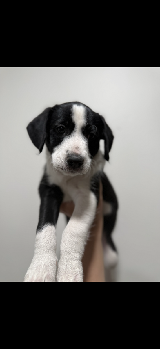 Puppies