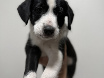 Puppies