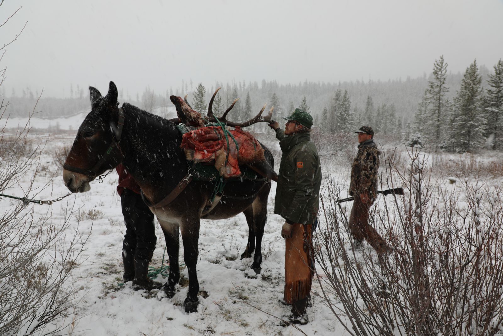 Horses & Mules - $4500
