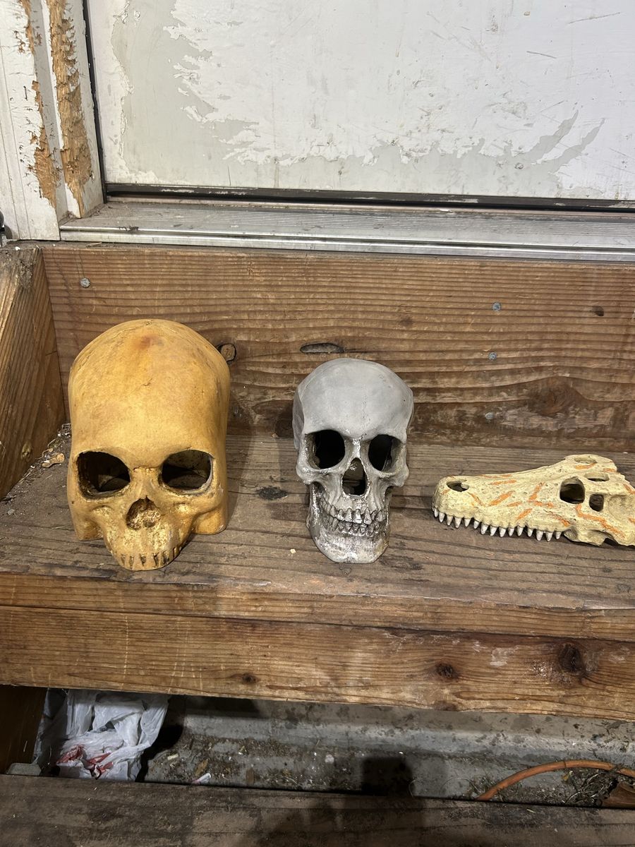 Reptile decor