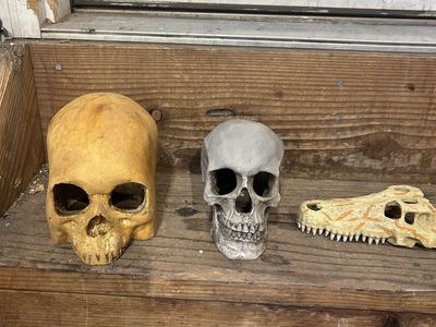 Reptile decor