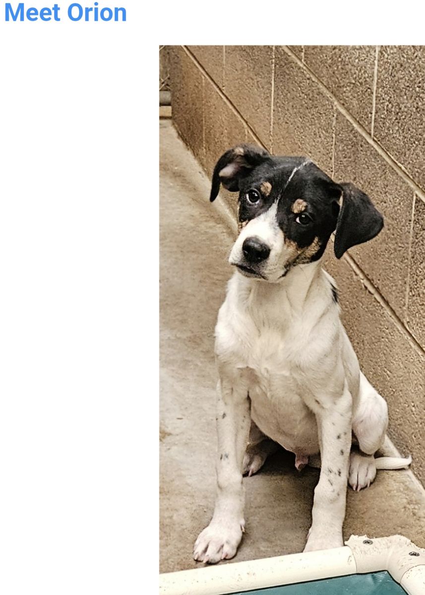 Orion, hound, cattle dog mix puppy