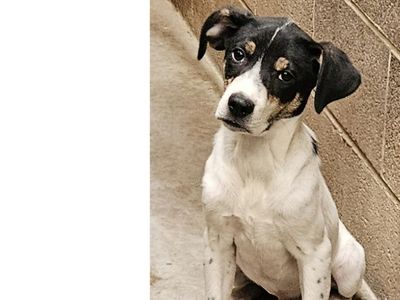 Orion, hound, cattle dog mix puppy