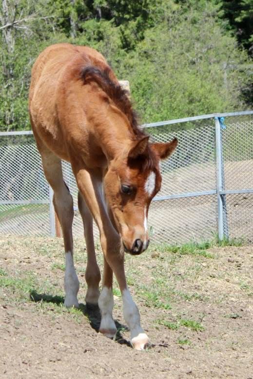 Gorgeous 100% Arabian Filly!