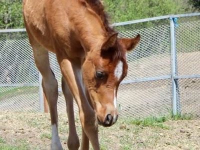 Gorgeous 100% Arabian Filly!