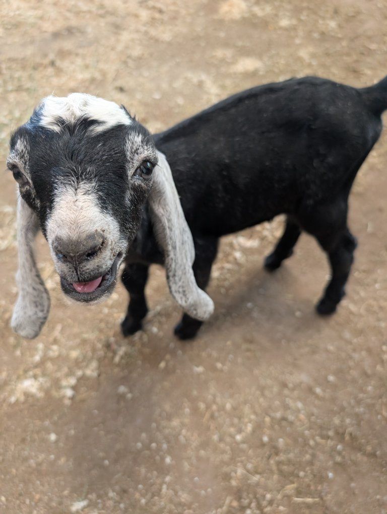 Newborn Nubian Baby Bucklings for sale