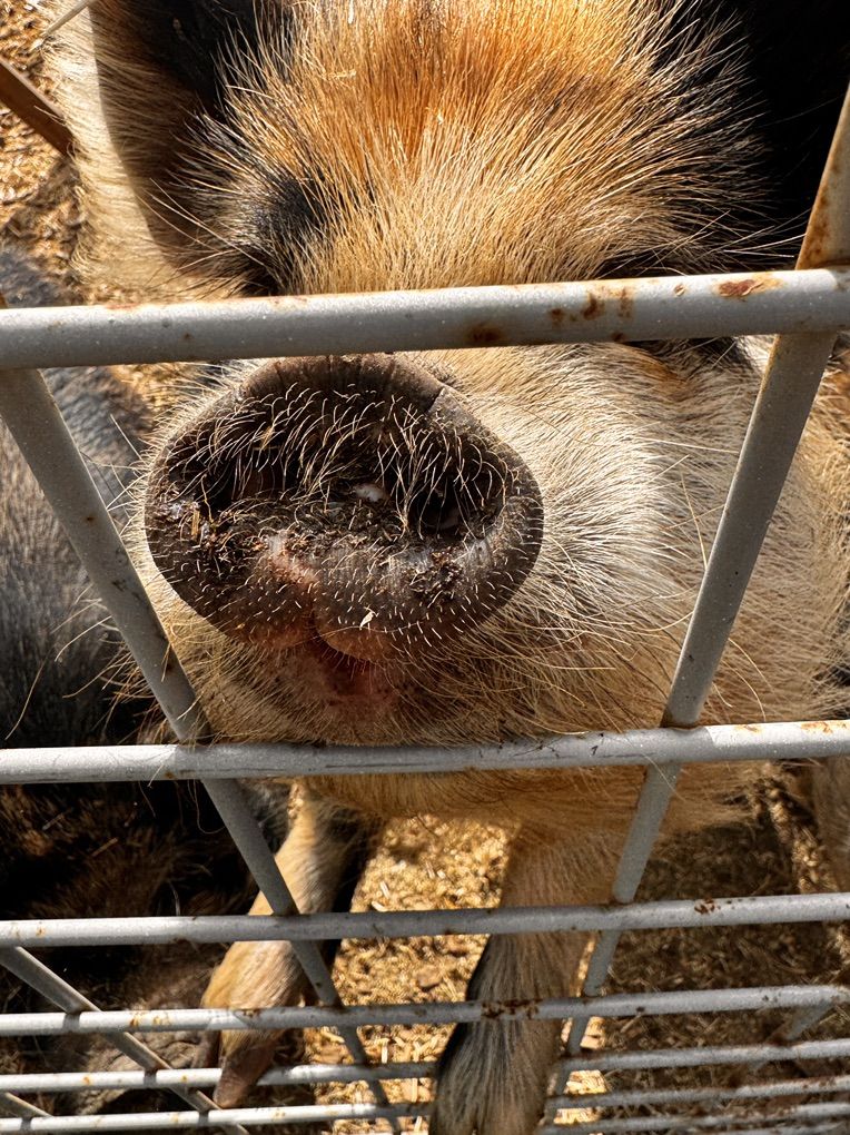 TWO awesome Kune Kune Girls!