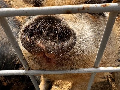 TWO awesome Kune Kune Girls!