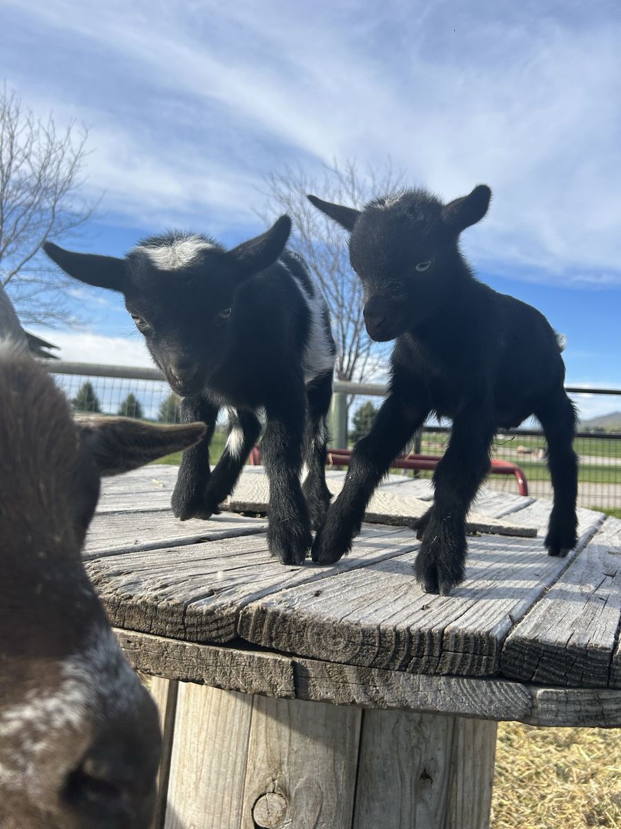 Two Pygmy buckling