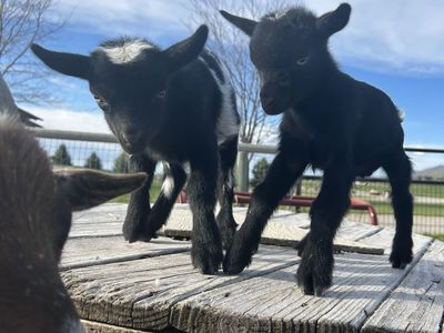 Two Pygmy buckling