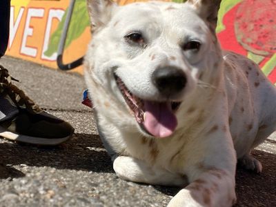 Hello my name is Cheese