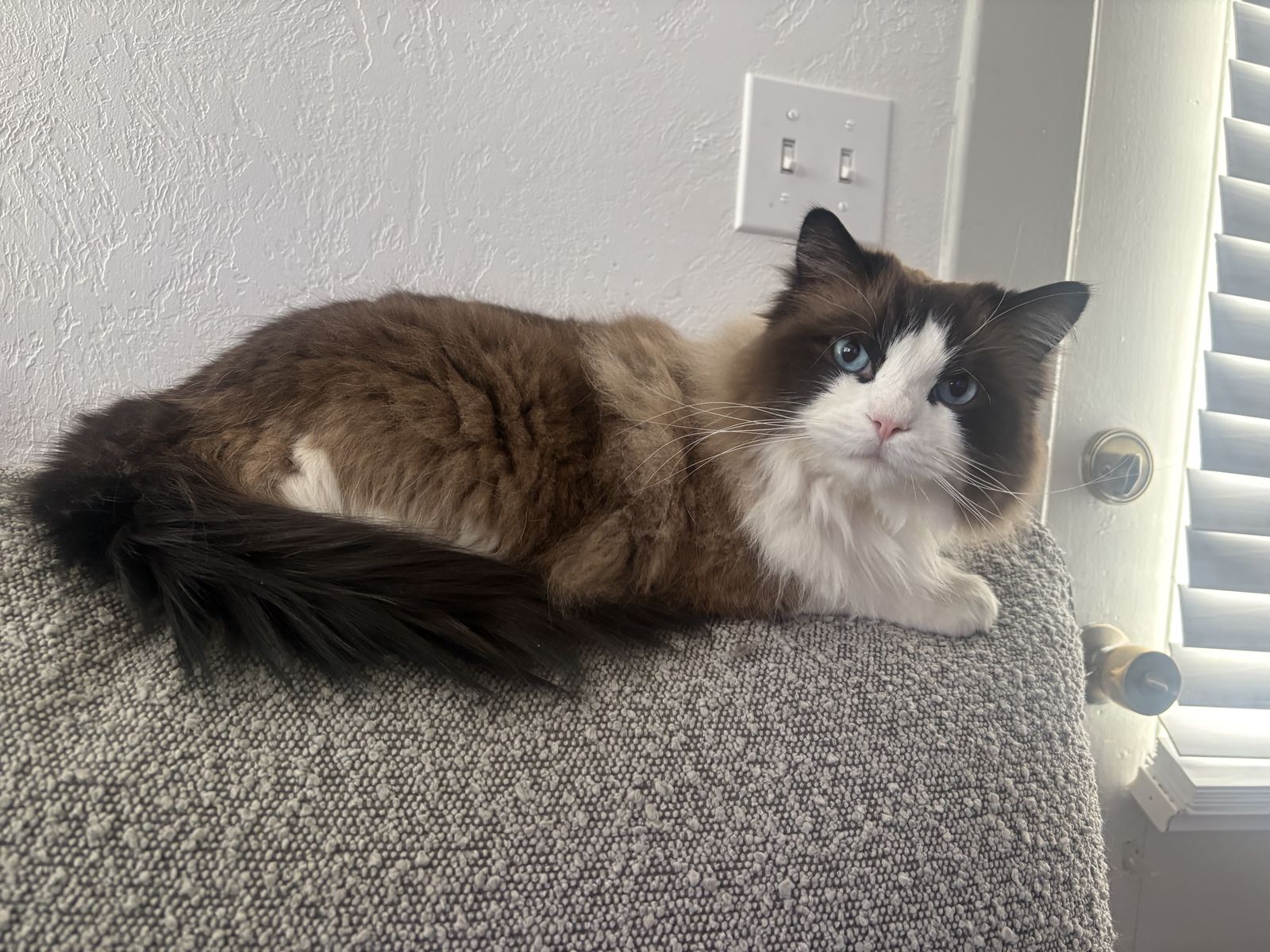Male Ragdoll Cat