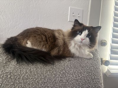 Male Ragdoll Cat