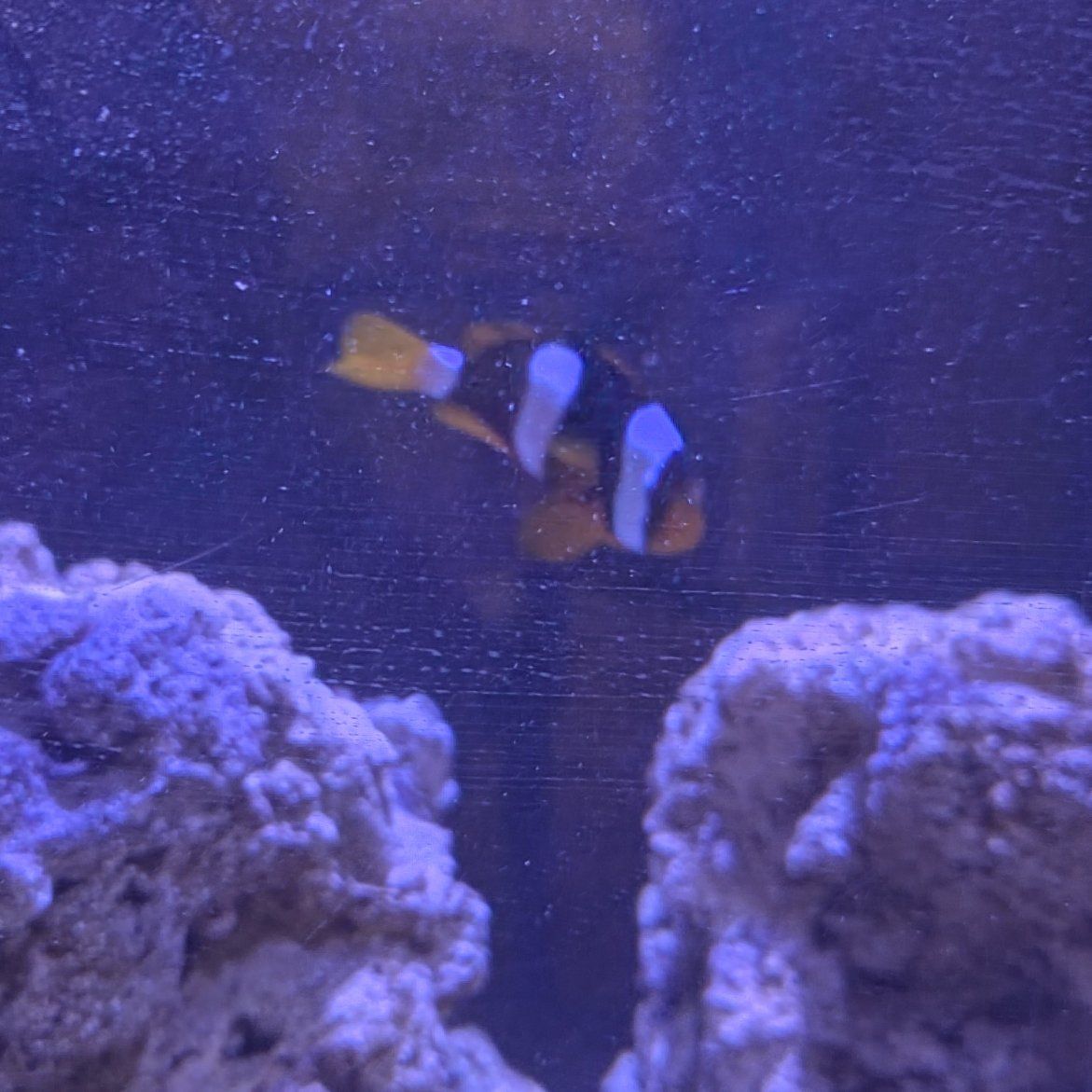 Clarki Clownfish
