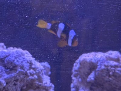 Clarki Clownfish