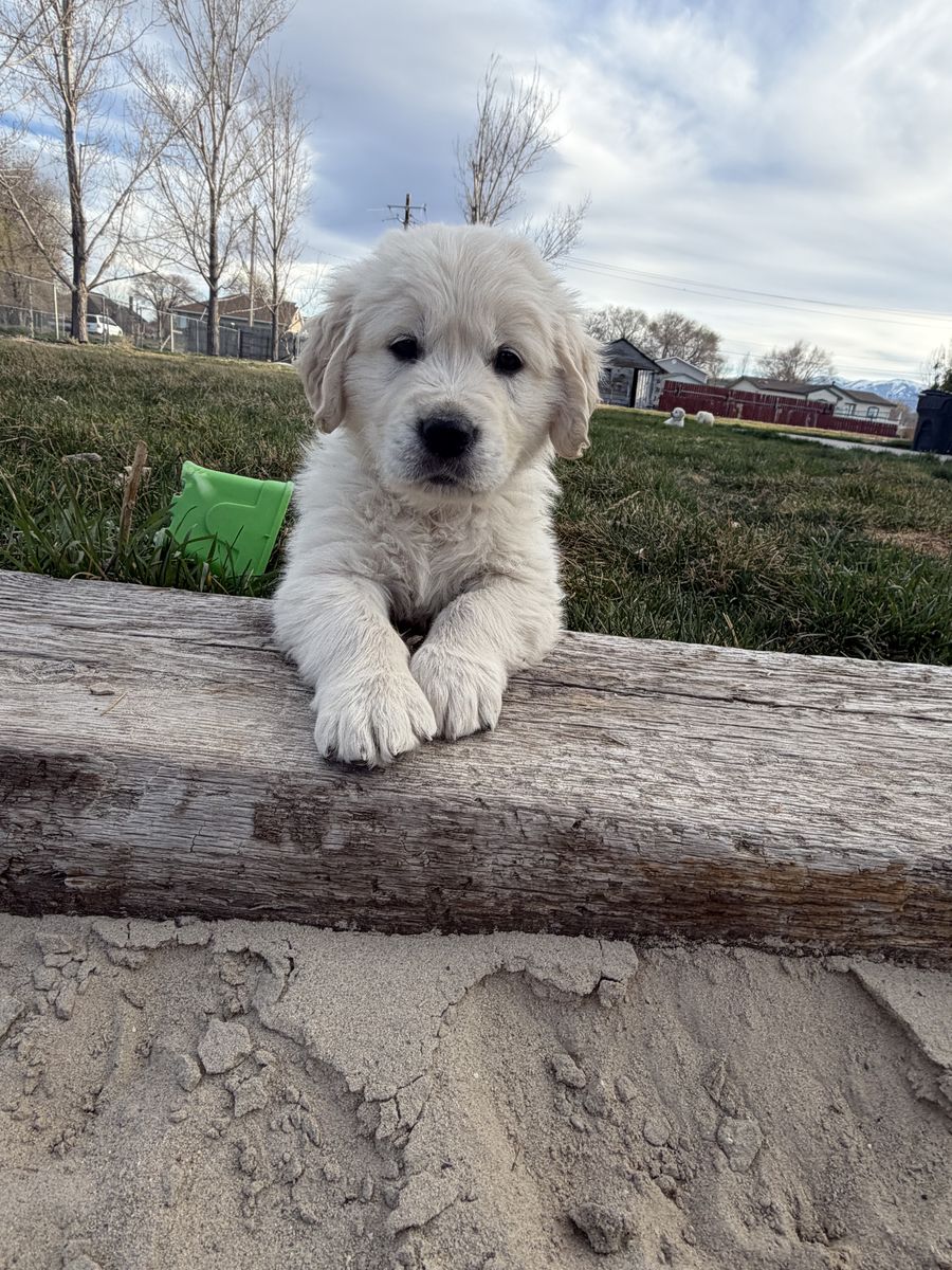AKC English Cream Golden Retriever puppies