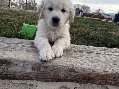 AKC English Cream Golden Retriever puppies