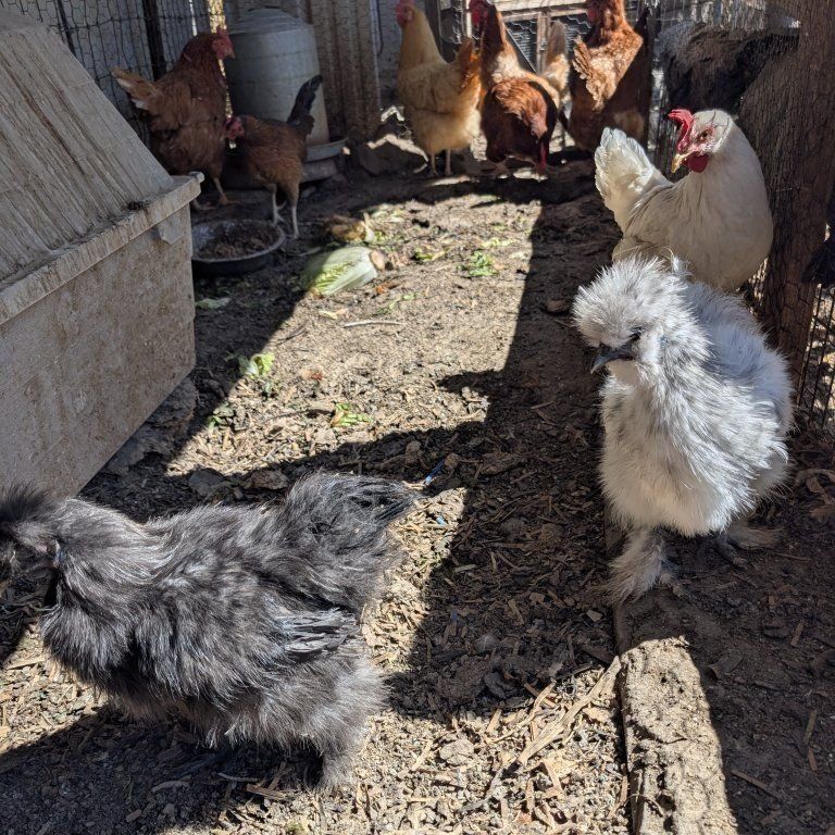Friendly layer chickens